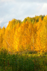 Fototapeta premium autumn colors