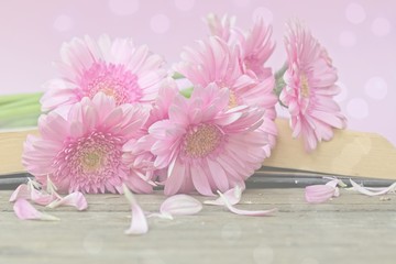 Closeup of a single pink flowering chrysanthemums, soft flower background	