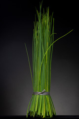 Tightly wrapped and kept together bundle of vibrant green Chinese onion halm standing straight up contrasted against a dark grey studio background