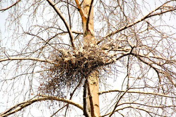 tree in winter