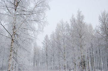 winter forest