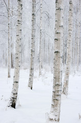 trees in winter