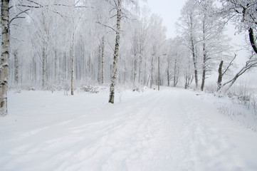 Obraz premium road in winter forest