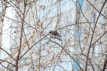 A Blackbird winters in the city, a wild bird sits on a tree against the background of a blurred city House