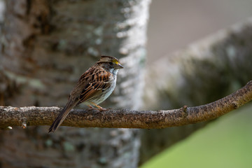 White-throated Sparrow on a Branch