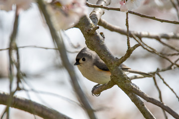 Obraz premium Tufted Titmouse Perched in a Flowering Cherry Tree