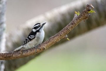 Female Downey Woodpecker Perched on a Branch