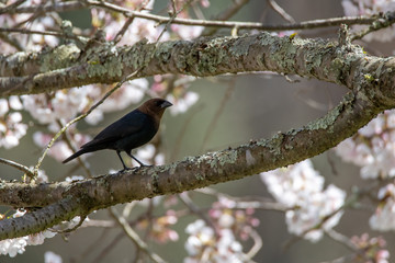 Male Brown-headed Cowbird Perched in a Flowering Cherry Tree