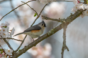 Obraz premium Tufted Titmouse Perched in a Flowering Cherry Tree