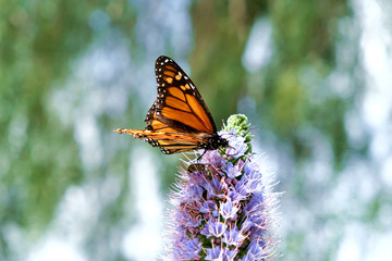 Male monarch butterfly (Danaus plexippus) feeding on a spring flower.