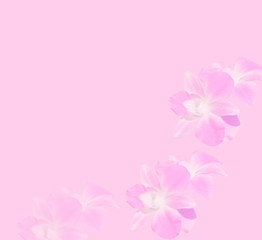 beautiful orchid flowers background pattern on pink color