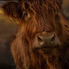 Portrait eines Schottischen Hochlandrindes (Highländer) 