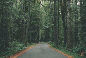 Fototapeta premium Magical road