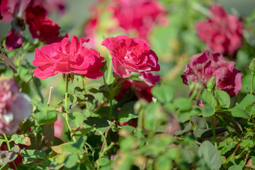 red roses flower in garden on blurred background