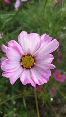 pink flower in garden