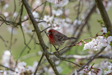 Male House Finch Perched in a Flowering Cherry Tree