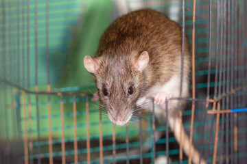Obraz premium portrait of a brown domestic rat