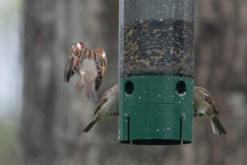 Leaving the feeder