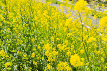 Fototapeta premium 菜の花