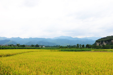 Field scenery in summer