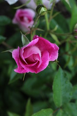 pink rose