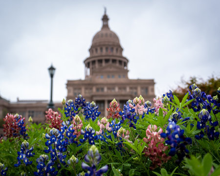 Red and Blue Bonnets in front of Texas State Capitol Building