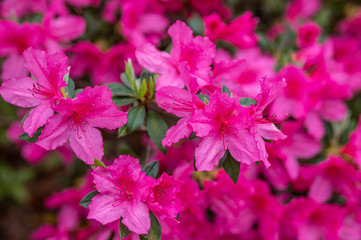 Azalea Pink Pretties