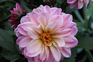 Obraz premium pink flower in garden