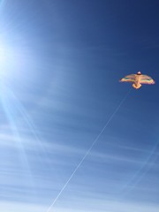 kite in blue sky