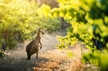  Vineyard Kangaroo © Kwest