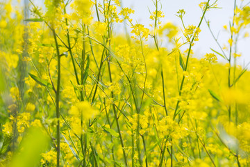 Obraz premium 菜の花