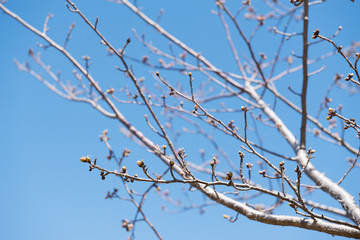 桜の木