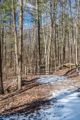 Forest in spring time