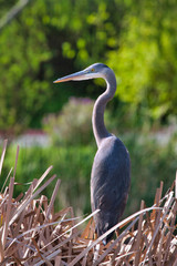 Great blue heron hunting for it's next meal at a pond in Monterey, CA.