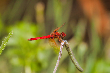 Striking bright red dragonfly resting on a leaf near a pond in Monterey, CA.