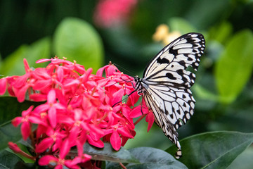 butterfly on a flower