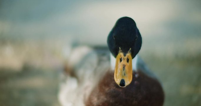 Beautiful male adult mallard duck quacking and looking around on a sunny day. CLOSE UP, SLOW MOTION, SHALLOW DOF. B-roll, BMPCC 4K