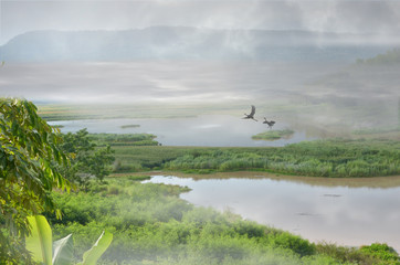 Swamps in green valleys with birds in fade fog