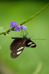 butterfly on a flower