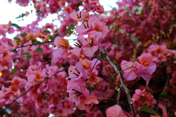 Bougainvillea bushes with bright pink flowers