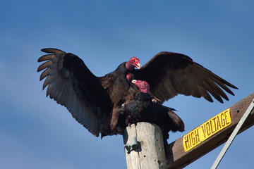 A pair of California condors mating at the top of a telephone pole.