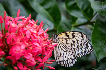 Naklejka na ściany i meble butterfly on a flower