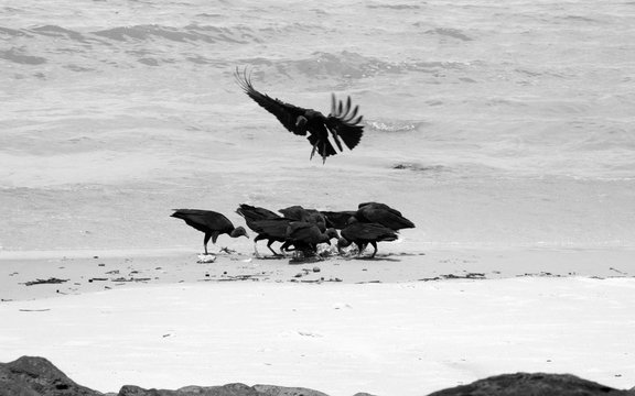 Urubus se alimentando de carcaça de peixe na beira da praia em preto e branco. Aterrissagem da ave preta