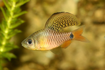 Drape finned barb Aquarium Fish Oreichthys crenuchoides neon highfin barb	