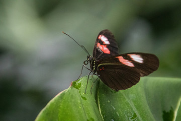 Obraz premium butterfly on a flower