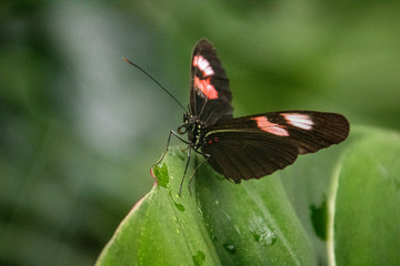 butterfly on a flower