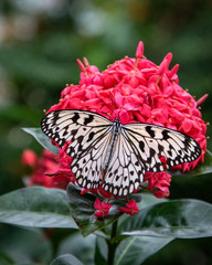 butterfly on a flower