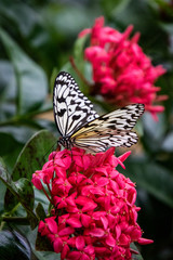 butterfly on a flower