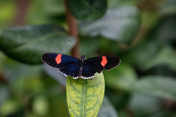 butterfly on a flower
