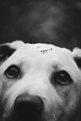 cute labrador white dog with a weeding ring on his head. Wedding concept.Pets indoors. black and white